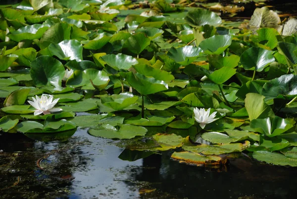 stock image Waterlily flowers in a pond