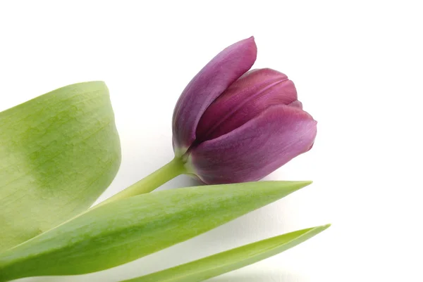 stock image A Tulip