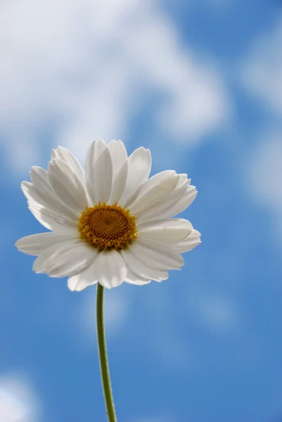 Weiße Gänseblümchen Gegen Den Himmel — Stockfoto
