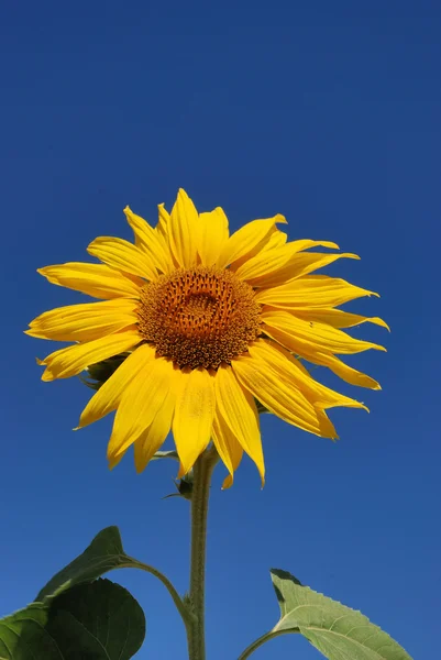 Campo de flor de sol — Fotografia de Stock