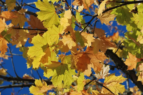 Boom in herfstkleuren — Stockfoto