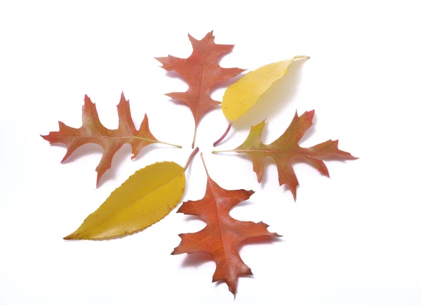 白色背景的叶子 — 图库照片