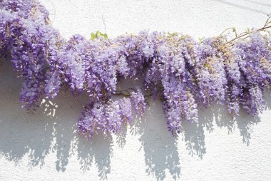 Wisteria