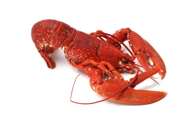 Breton Lobster — Stock Photo, Image
