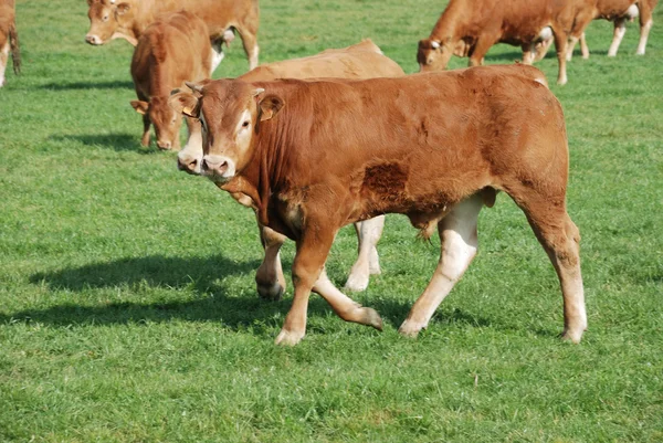 Коровы Лугах — стоковое фото