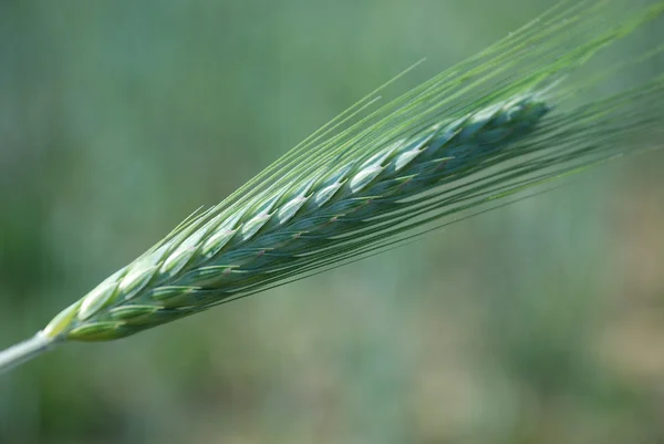 Field Barley — Stock Photo, Image