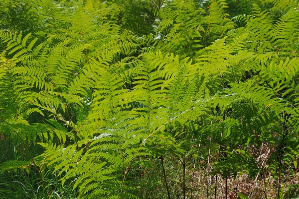 Green ferns — Stock Photo, Image