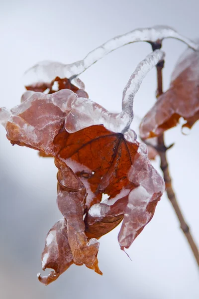 氷の動機 — ストック写真