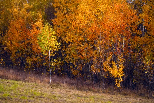 Birken-Herbstwald — Stockfoto