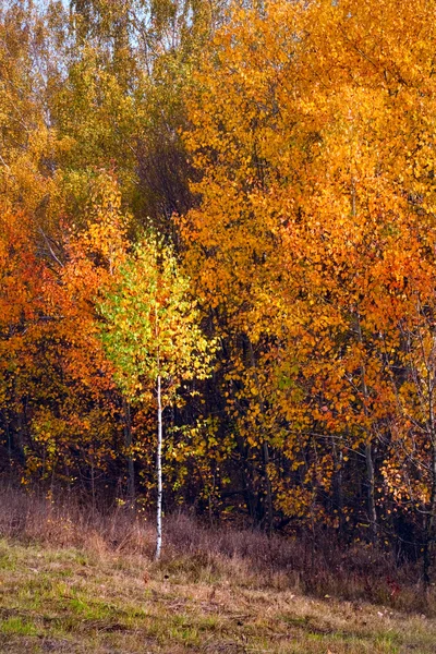 Birch autumnal forest — Stock Photo, Image