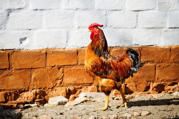 stock image Cock important strolling along the brick chicken coop