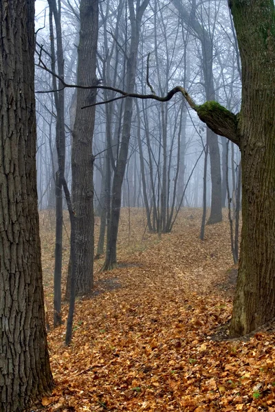 Ukrainisch Herbst Feofania Einem Nebeligen Wald — Stockfoto