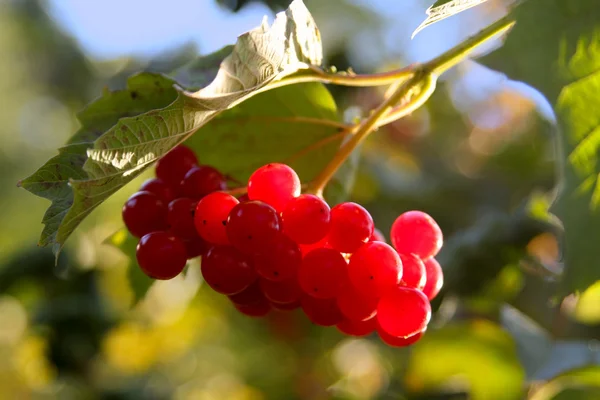 stock image Viburnum