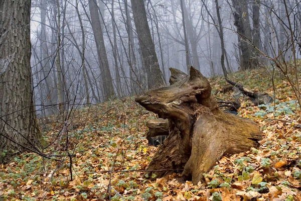 Ukrainisch Feofania Nebelhaftes Zauberholz — Stockfoto