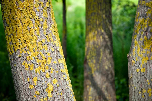Δέντρα Κατάφυτη Κίτρινο Παλιά Βρύα — Φωτογραφία Αρχείου