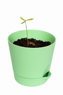 Young oak tree in green flowerpot. isolated on white. clipart