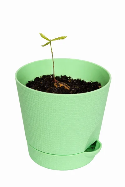 Young oak tree in green flowerpot. isolated on white. — Stock Photo, Image