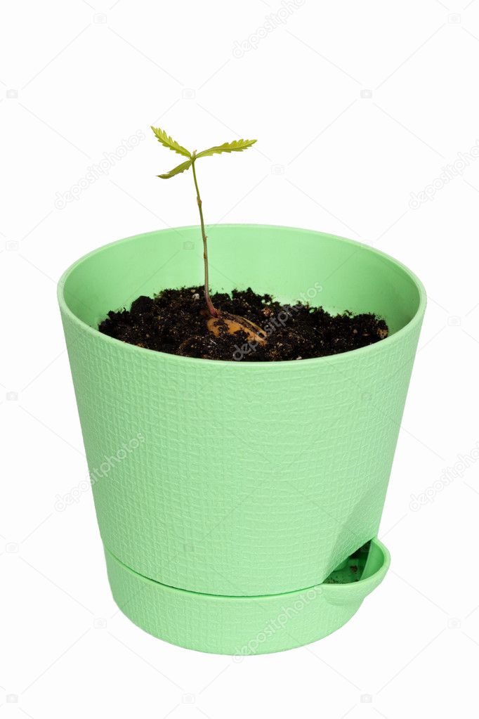 Young oak tree in green flowerpot. isolated on white.
