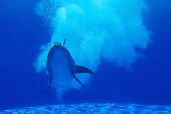 Golfinho debaixo de água — Fotografia de Stock