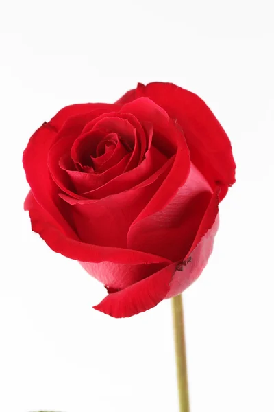 Un tallo de Rose — Foto de Stock