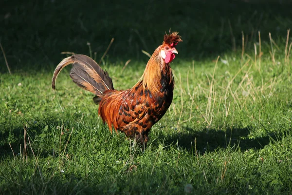Proud red cockerel — Stock Photo, Image