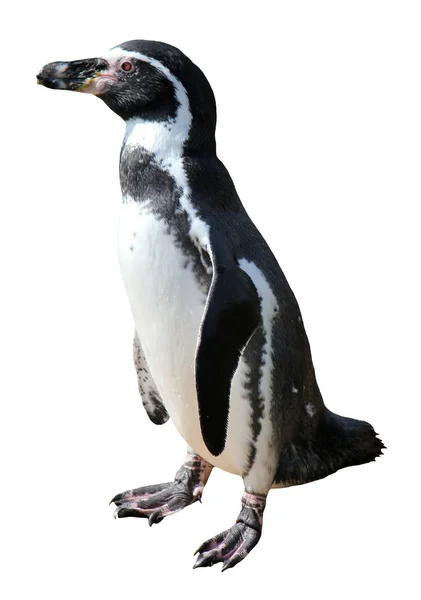 Spheniscus humboldti 企鹅 — 图库照片