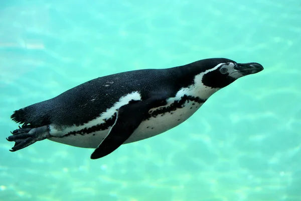 Plavání spheniscuc humboldti tučňák — Stock fotografie