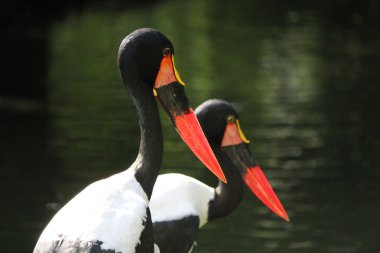 jabiru Senegal başkanları