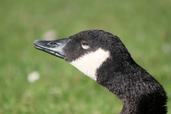 Head of a savage goose — Stock Photo, Image