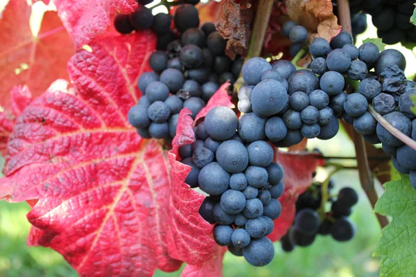 Μαύρο grapevine φθινόπωρο — Φωτογραφία Αρχείου