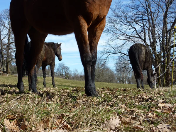 Ноги лошади — стоковое фото