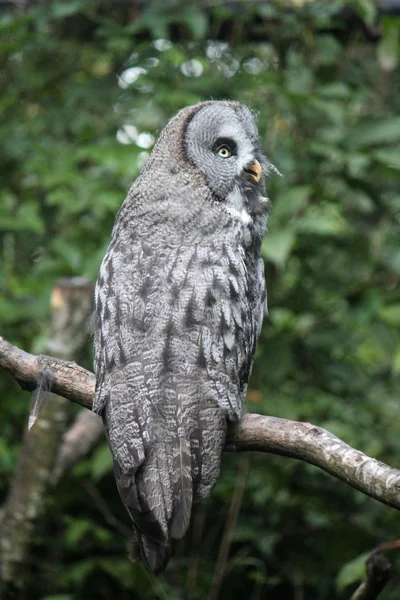 Lap owl on a branch — Stok Foto