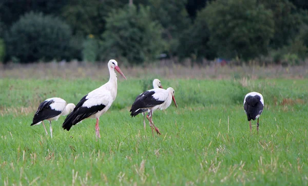 Storks in a field