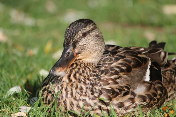 Female duck mallard — Stock Photo, Image