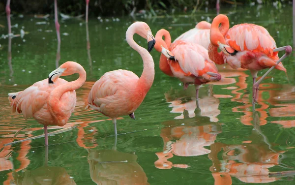 Flamingos beim Putzen im Wasser — Stockfoto