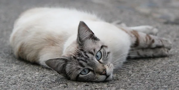 Kočka ležící na chodníku — Stock fotografie
