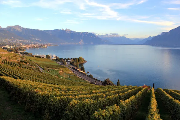 Lavaux vingårdar, Schweiz — Stockfoto