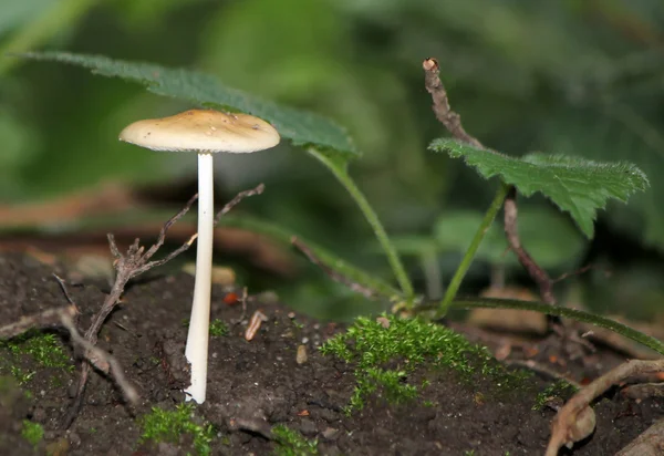 在森林里的地上蘑菇 — 图库照片