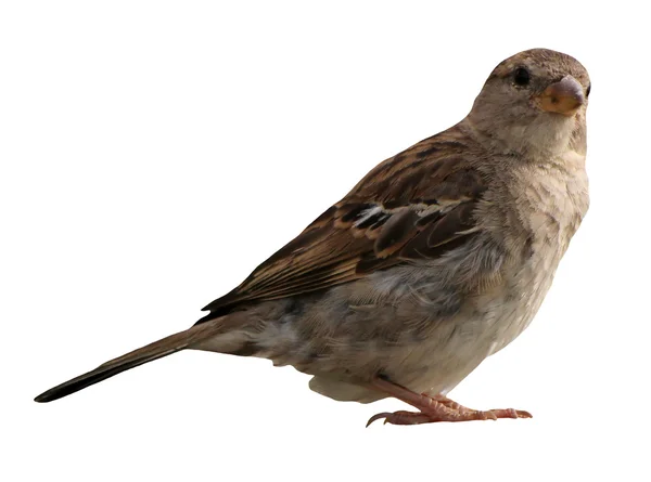 Sparrow isolated — Stock Photo, Image