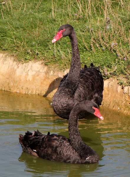 Cisnes negros — Foto de Stock