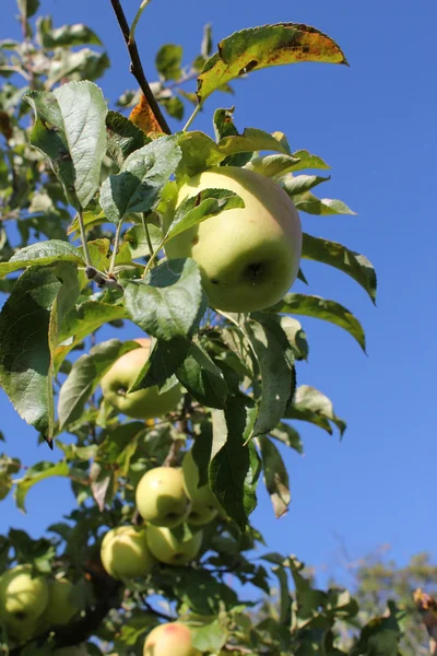 Äpple på ett träd — Stockfoto