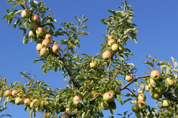 Ramos de macieira — Fotografia de Stock