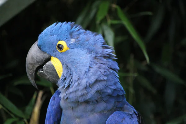 Hyacinthe macaw head — Stock Photo, Image
