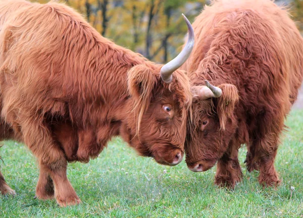 Highland cows fighting — Stock Photo, Image
