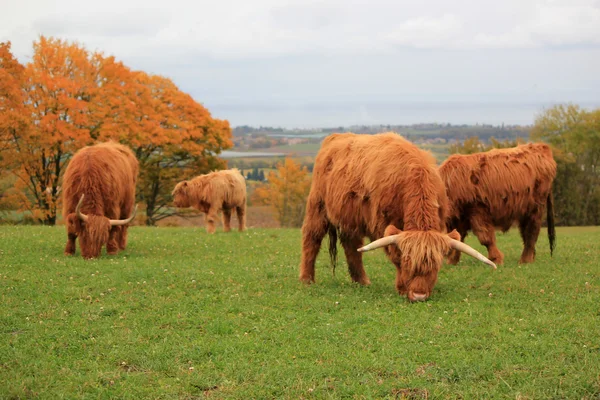 stock image Herd of beautiful highland cows