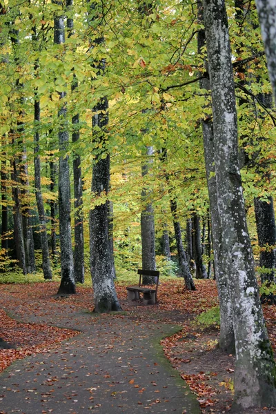 Bench az erdőben — Stock Fotó