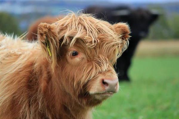 Scottish calf — Stock Photo, Image