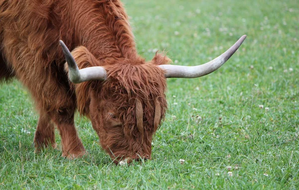 Mangiare mucca scozzese — Foto Stock
