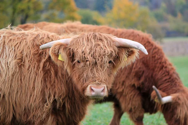 Vaca escocesa —  Fotos de Stock
