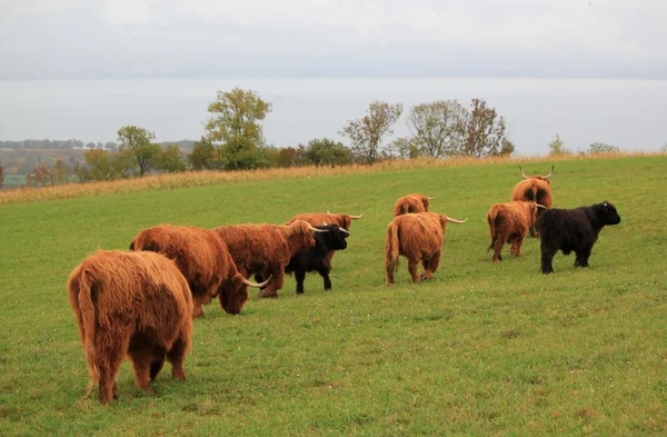 Manada de hermosas vacas de las tierras altas — Foto de Stock